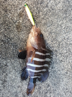 マハタモドキの釣果