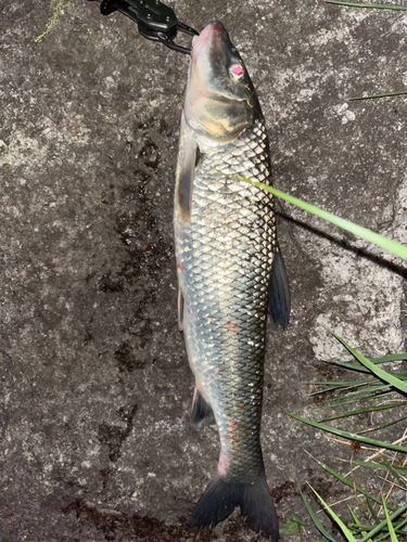 ニゴイの釣果