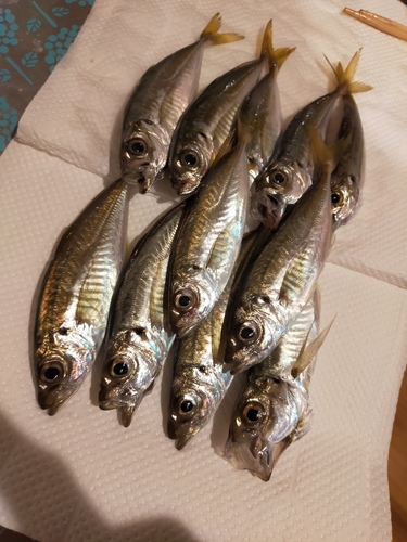 アジの釣果