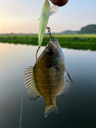 ブルーギルの釣果