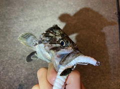 クロソイの釣果