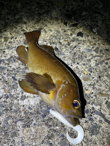 エゾメバルの釣果