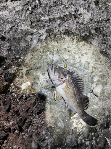 クロソイの釣果