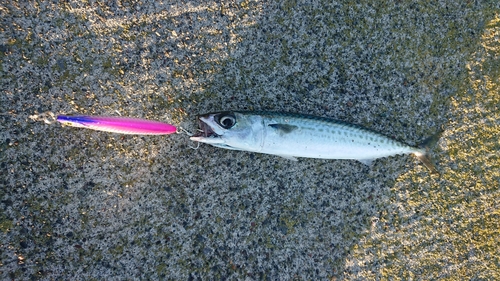 サバの釣果