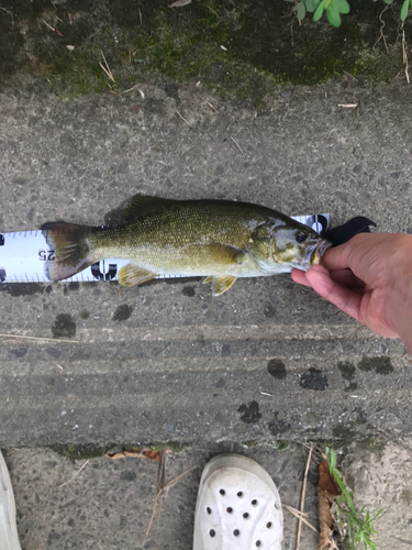 スモールマウスバスの釣果