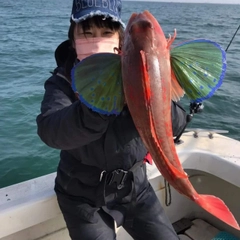 ホウボウの釣果