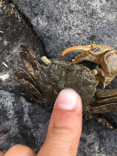 カニの釣果