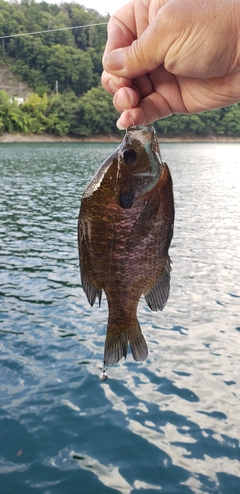 ブルーギルの釣果