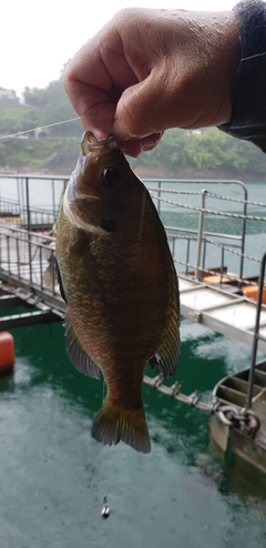 ブルーギルの釣果