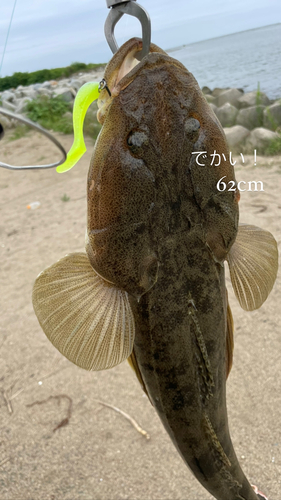 コチの釣果