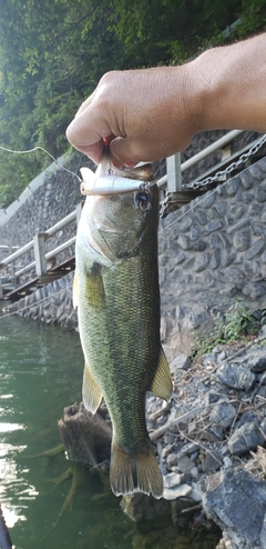 ラージマウスバスの釣果