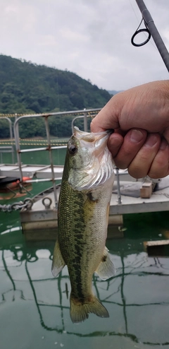 ラージマウスバスの釣果