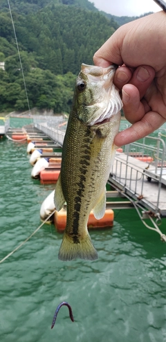 ラージマウスバスの釣果