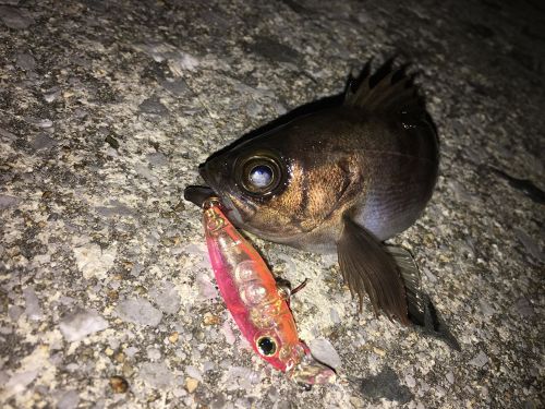 メバルの釣果