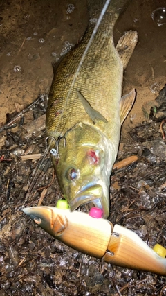 スモールマウスバスの釣果