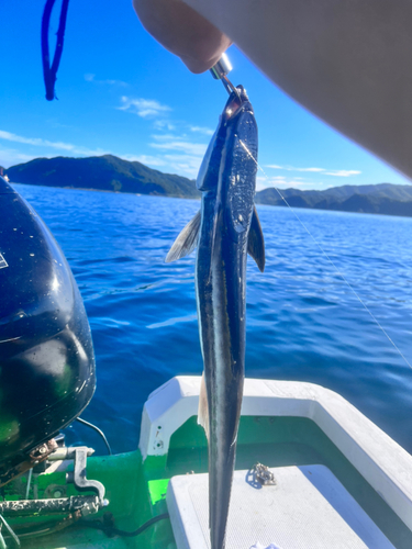 コバンザメの釣果