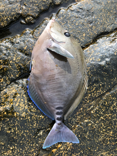 サンノジの釣果