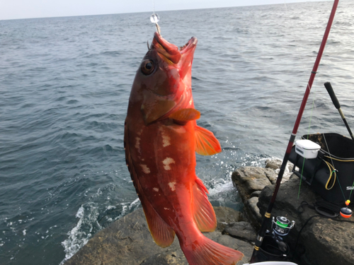 アカハタの釣果