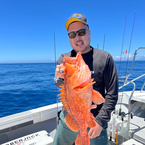 ウッカリカサゴの釣果