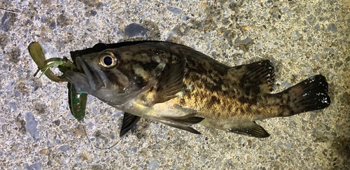 クロソイの釣果