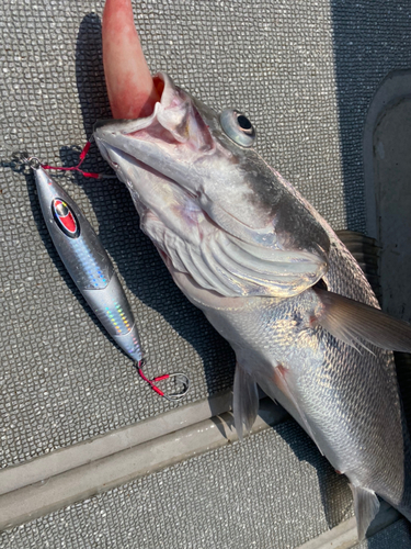 オオニベの釣果