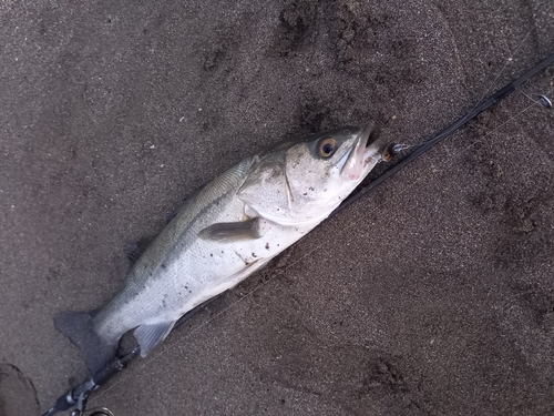 スズキの釣果