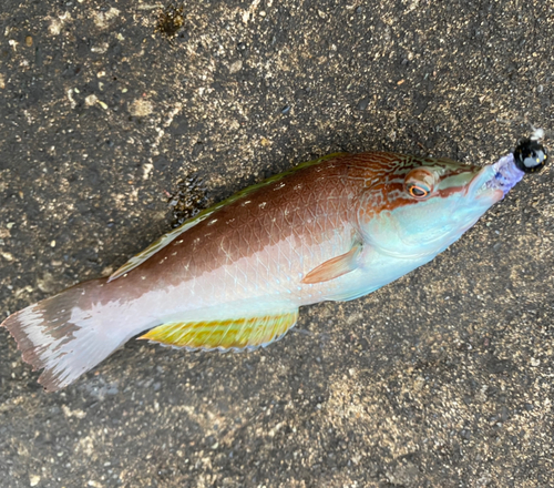 ホシササノハベラの釣果