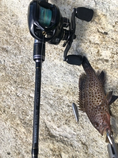 オオモンハタの釣果