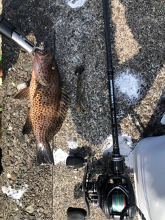 オオモンハタの釣果