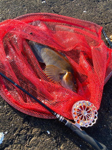 アブラコの釣果