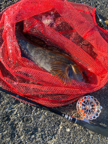 アブラコの釣果