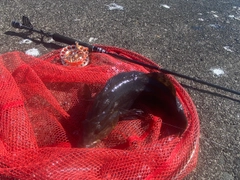 アブラコの釣果