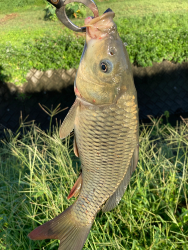 コイの釣果