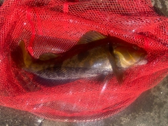 アブラコの釣果