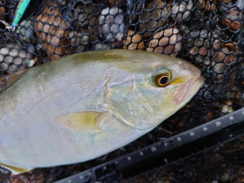 ショゴの釣果