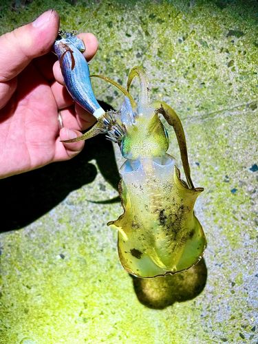 アオリイカの釣果