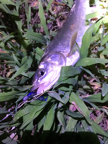 ウグイの釣果