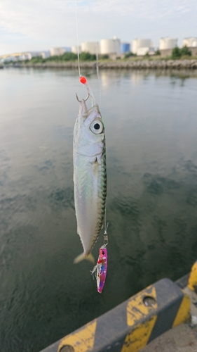 サバの釣果