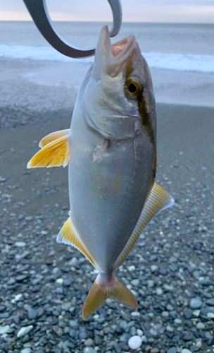 ショゴの釣果