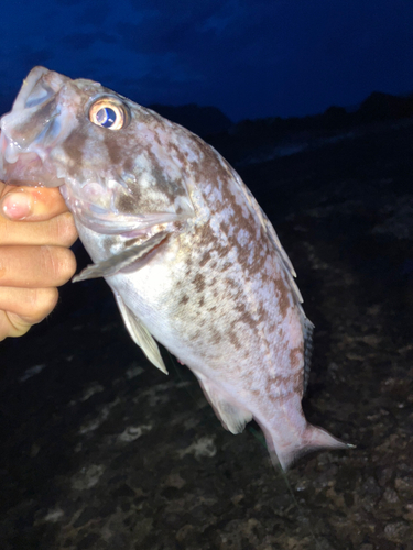 クロソイの釣果