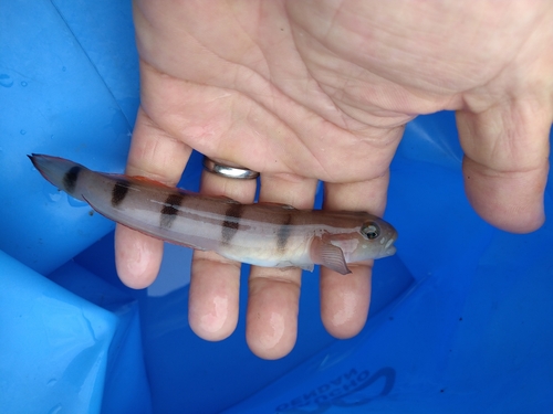 リュウグウハゼの釣果