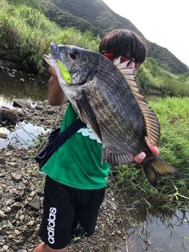 ミナミクロダイの釣果