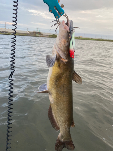 アメリカナマズの釣果