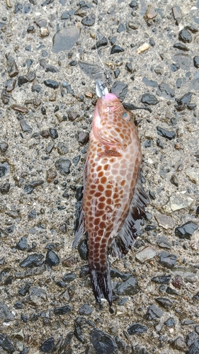 オオモンハタの釣果