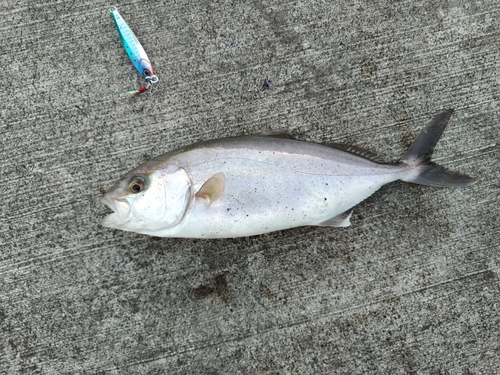 ショゴの釣果