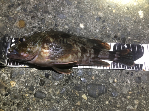 カサゴの釣果