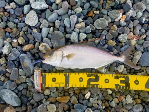 ショゴの釣果