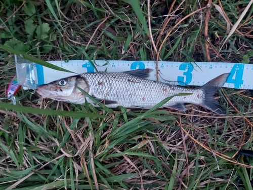 ニゴイの釣果