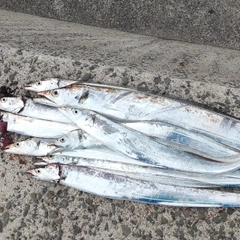 タチウオの釣果