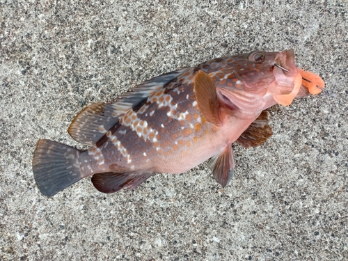 キジハタの釣果